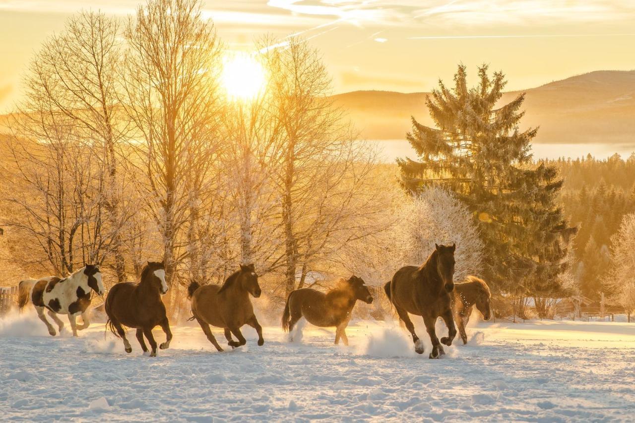 Landhotel Zum Matthiasl Bischofsreut Экстерьер фото